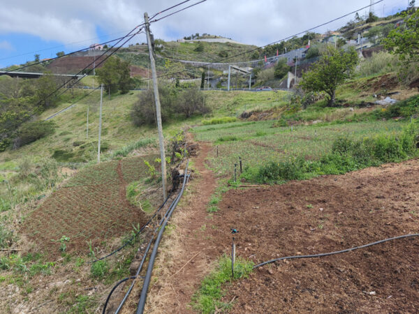 Blick über Zwiebelfelder bei Caniço (Madeira, Portugal)
